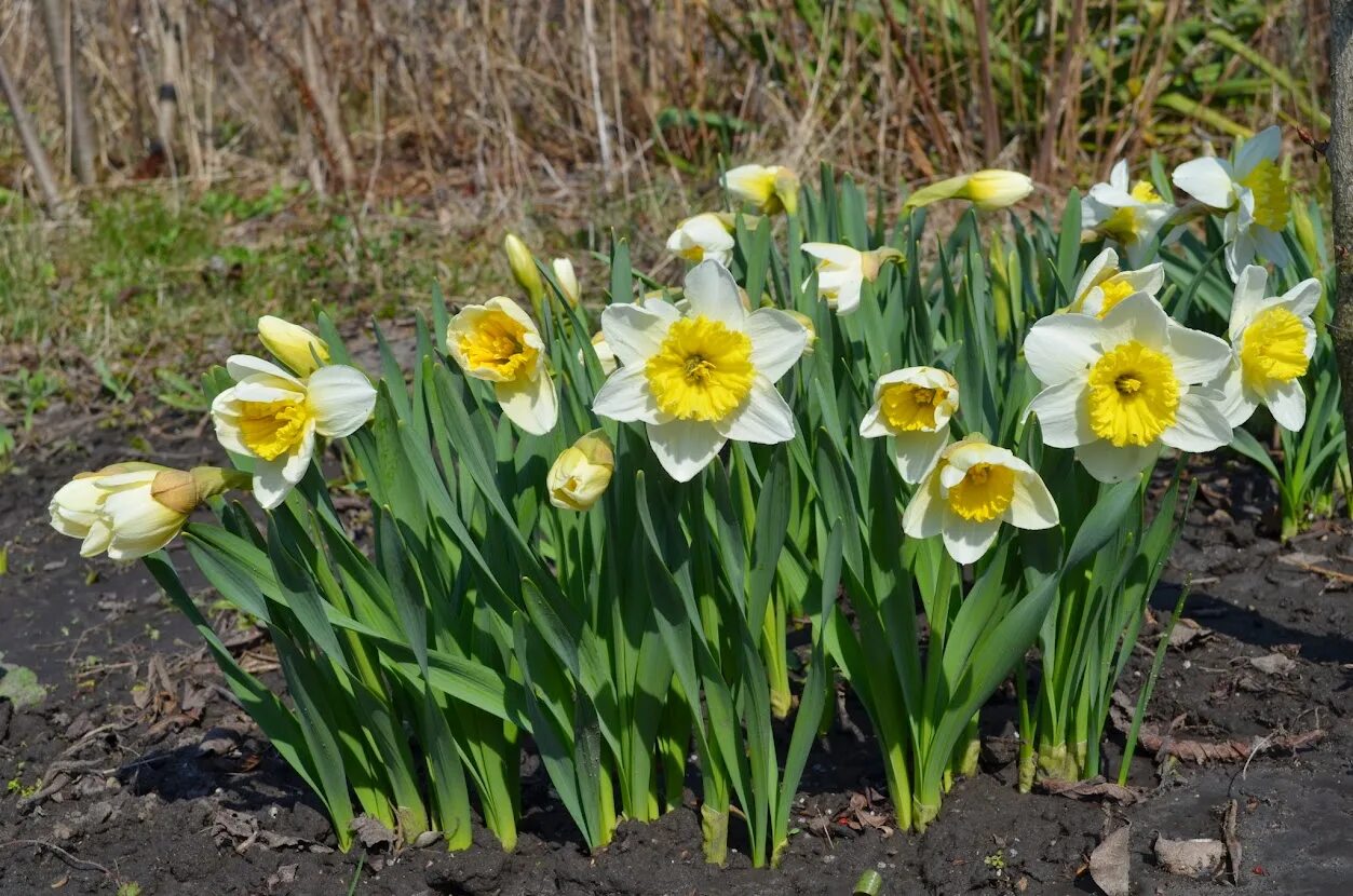 Нарциссы в апреле. Первоцветы нарциссы. нарцисс гибридный. многолетник нарцисс. нарцисс (растение).