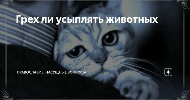 Усыпление животного грех. Эвтаназия грех для животных?.