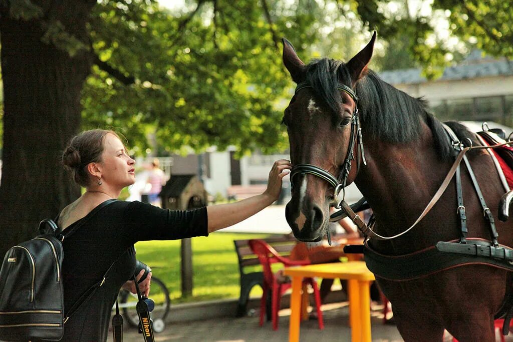 Horse moscow