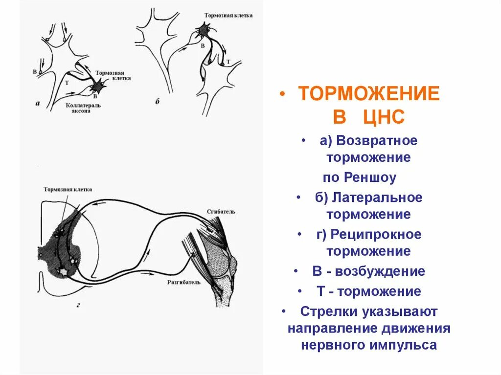 Реципрокное возвратное и Латеральное торможение. Торможение торможения в ЦНС схема. Виды торможения в ЦНС схема. Схема вторичного торможения физиология.