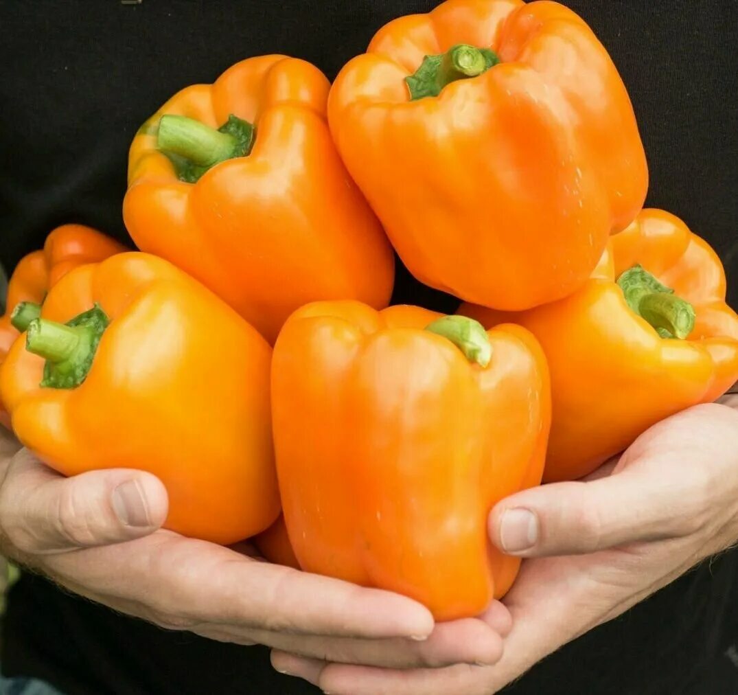 Партнер перец ливадия f1. Перец сладкий ламуйо f1. Лучшие сорта перцев партнер. Сладкий перец агрофирма партнер семена. Перец сладкий халиф f1.