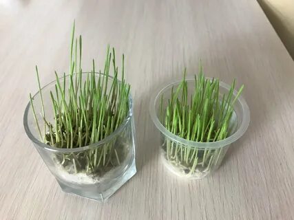 Микрозелень на вате