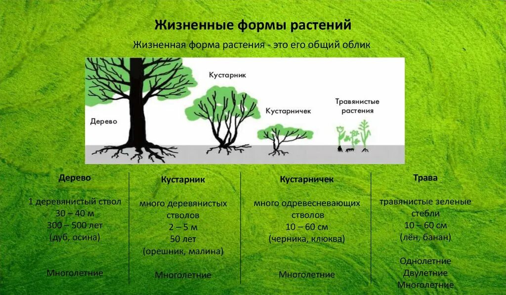 Жизненные формы растений дерево кустарник кустарничек. Жизненная форма дерева. Жизненные формы растений деревья. Жизненная форма растений это в биологии.