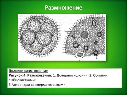 Яйцеклетка у водорослей