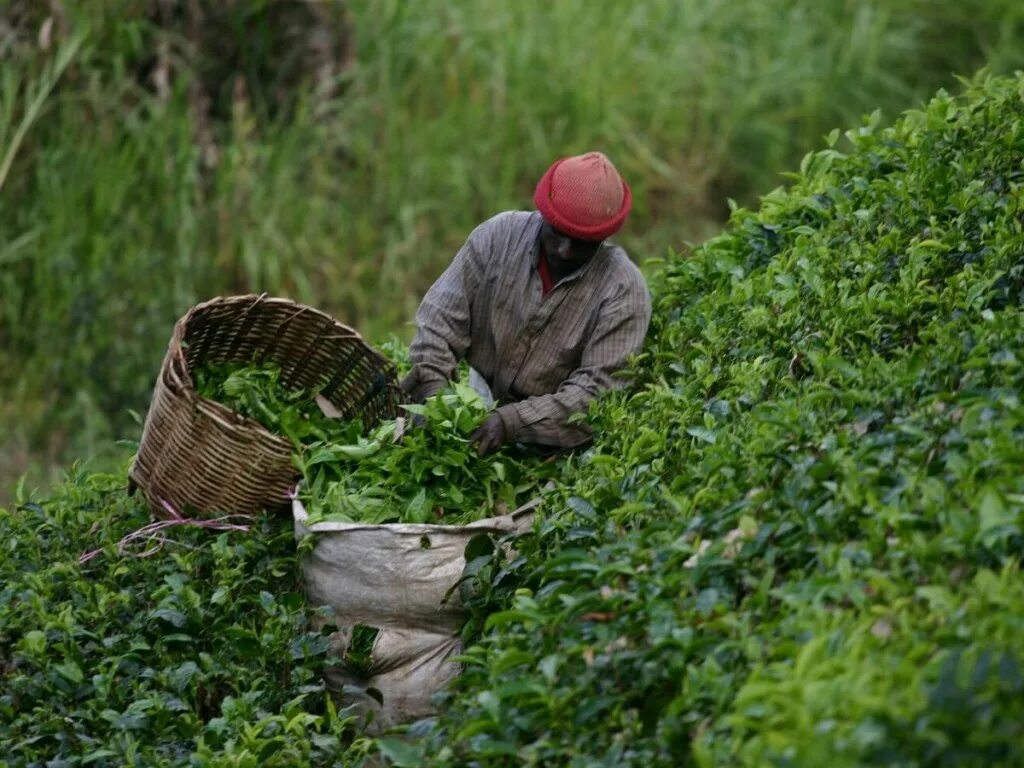 В россии растет чай. Где растет чай. Как выращивают чай. Плантации произрастания чая. Чай растет в России.