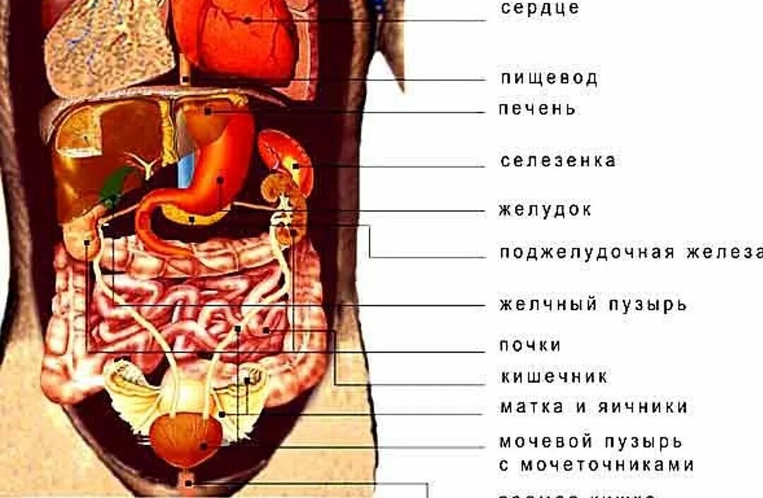 Сердце желчный пузырь