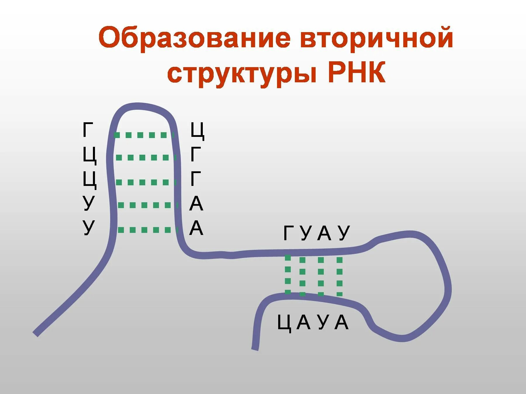 Вторичная структура РНК. Строение вторичной структуры РНК. РНК. Схема строения РНК.