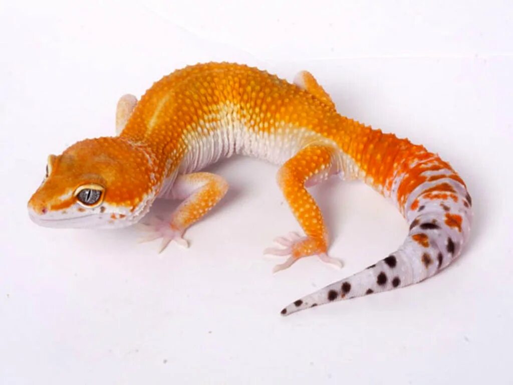 White yellow