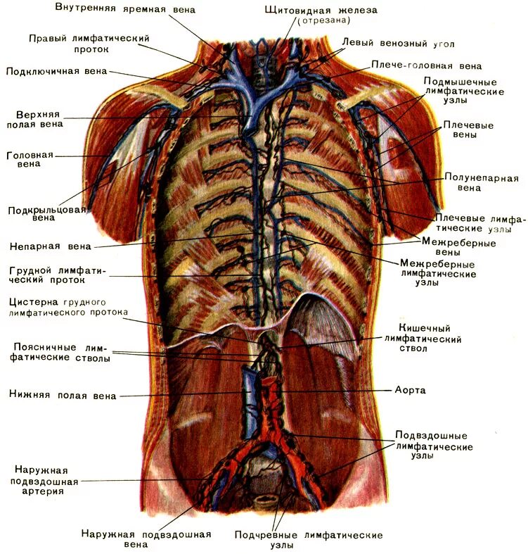 Внутренняя вена латынь. Грудной лимфатический проток анатомия. Вена (анатомия) лимфа. Грудная лимфатическая система. Задние межреберные лимфатические узлы.
