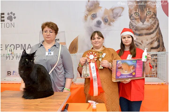 Выставка кошек в Санкт-Петербурге. Выставка кошек Набережные.