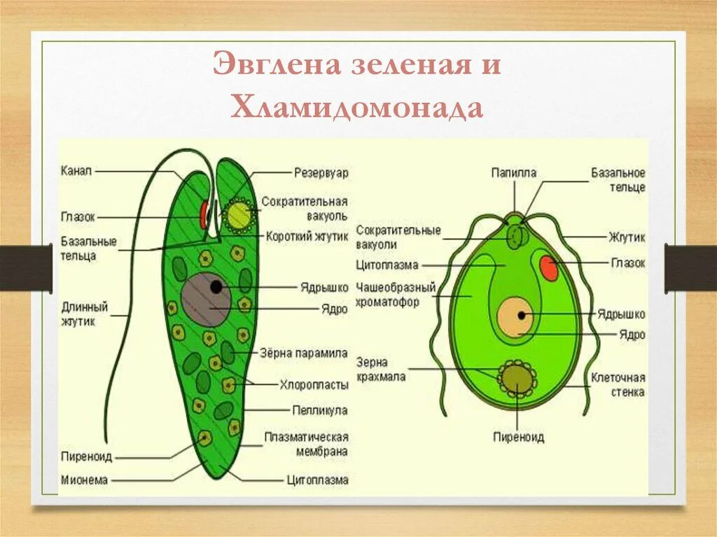 Цитоплазма эвглены зеленой. Эвглена зеленая макронуклеус. Хлоропласты у эвглены зеленой. Цитоплазма у эвглены.