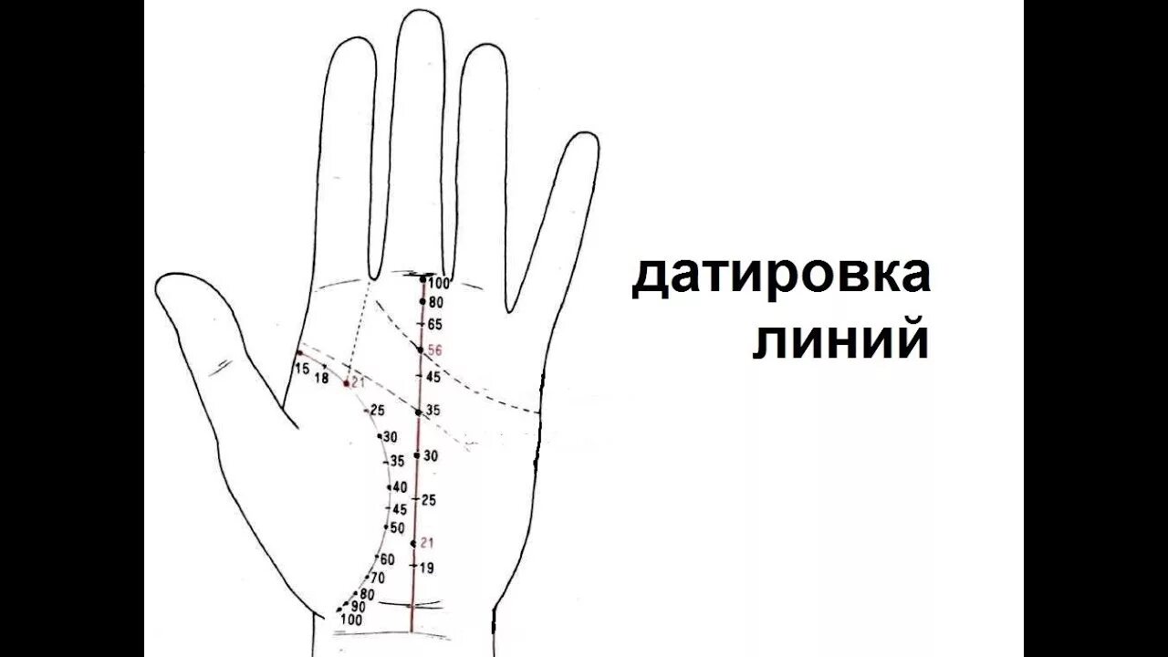 Линия жизни Датировка хиромантия. Датирование линии судьбы хиромантия. Датировка линий на руке. Датирование линии жизни.