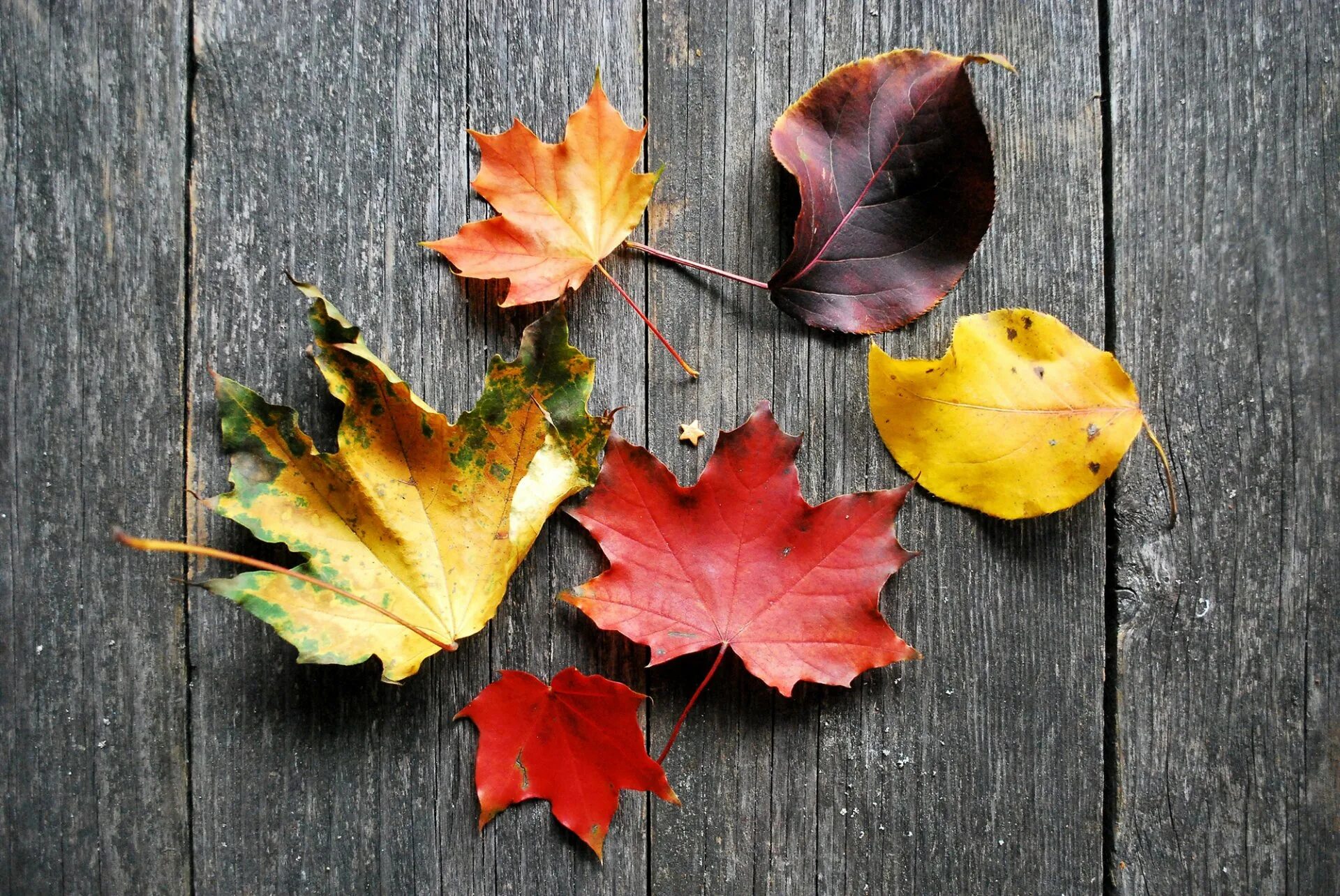 Осень листья похожие. Осенние листья. Осенние листья картинки. Лис осень. Осень листва.