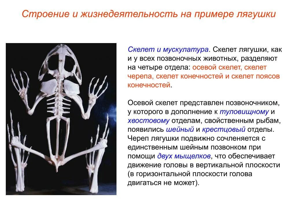 Жизнедеятельность позвоночных животных. Скелет лягушки. Строение скелета лягушки. Скелет и мускулатура земноводных. Туловищный скелет позвоночных животных.