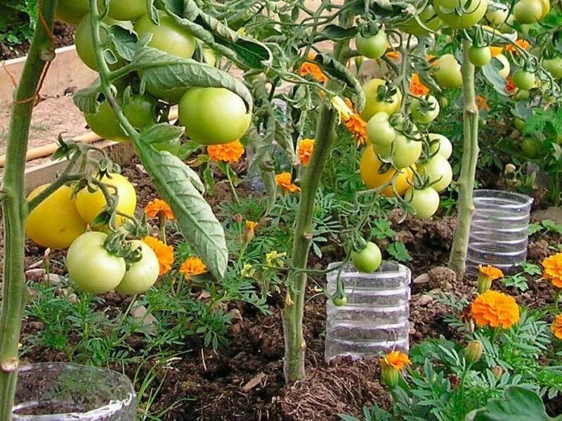 Сколько раз надо поливать помидоры. Помидоры на грядке. Полив томатов. Помидоры в теплице. Теплица с помидорами.