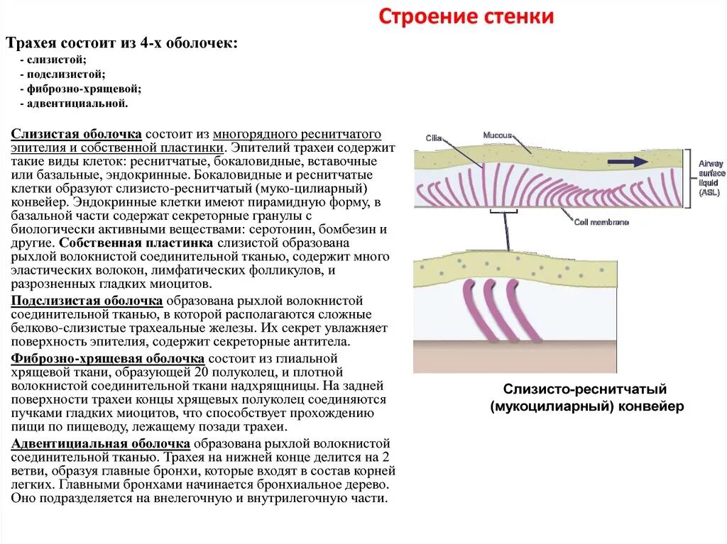 Адвентициальная оболочка строение. Строение стенки трахеи. Подслизистая оболочка трахеи. Мтронное стенки трахеи. Функции фиброзной оболочки