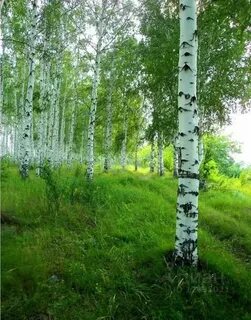 Сырая березовая роща