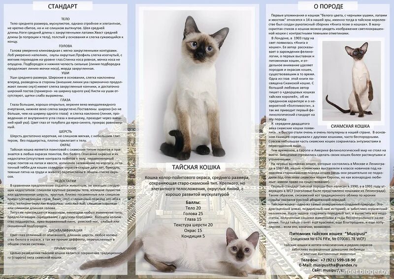 Сиамская кошка стандарт породы WCF. Сиамский кот стандар породы. Сиамская кошка описание породы. Тайская кошка характеристика