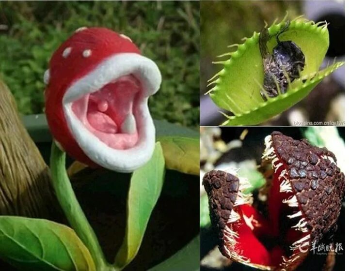 цветок пожиратель. цветок пожиратель цветок пожиратель. цветок пожиратель. цветок хищник венерина. дионея мухоловка.