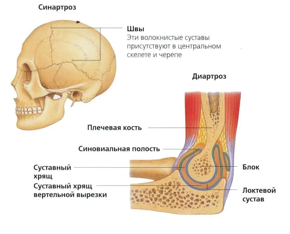 Суставное соединение костей. Диартроз. Диартрозы суставы. Синартроз соединение костей. Диартрозы строение сустава.