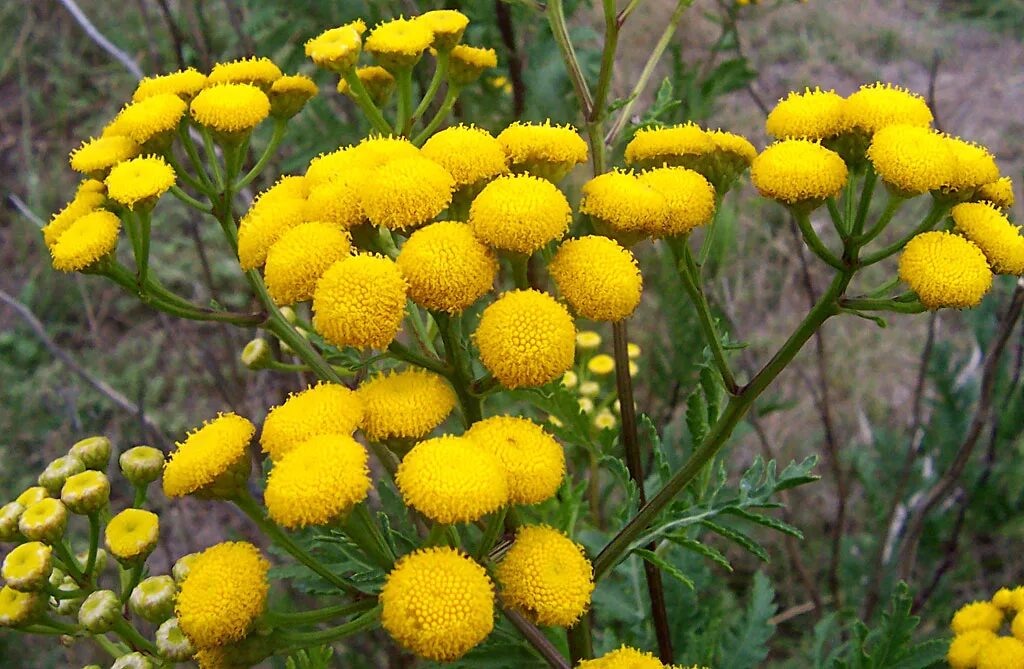 Пижма. Голубая пижма Tanacetum annuum. Пижма и бессмертник. Пижма обыкновенная (Tanacetum vulgare).