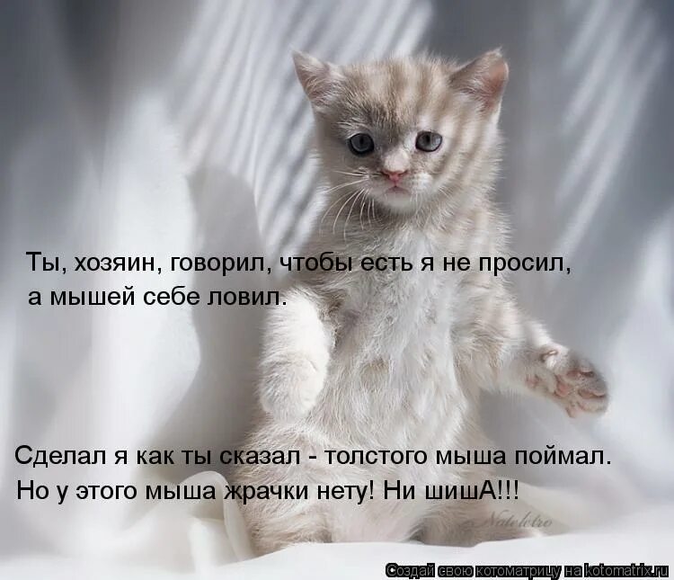 собаки приколы с надписями. хозяин говорящей. хозяин сказал он не кусается. котики диалог. просьба мышки.