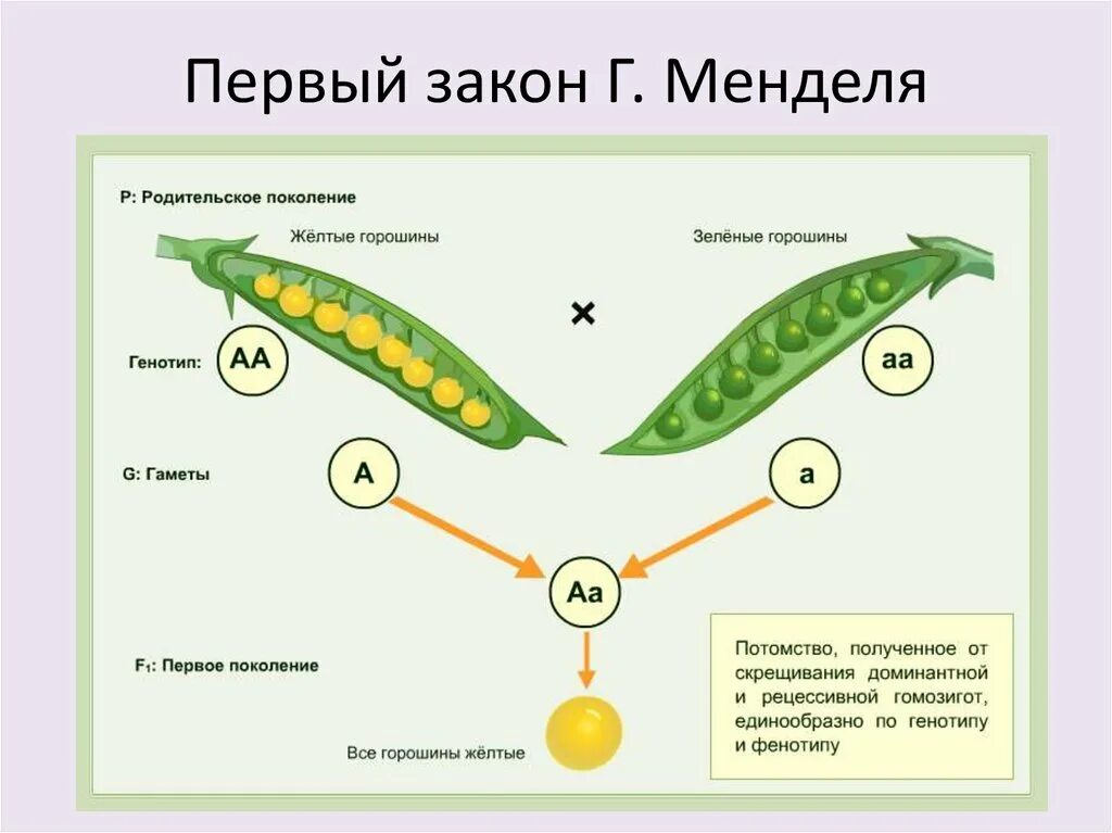 Горох Менделя. Закон доминирования. Закон доминирования биология. Первый закон менделя доминирование