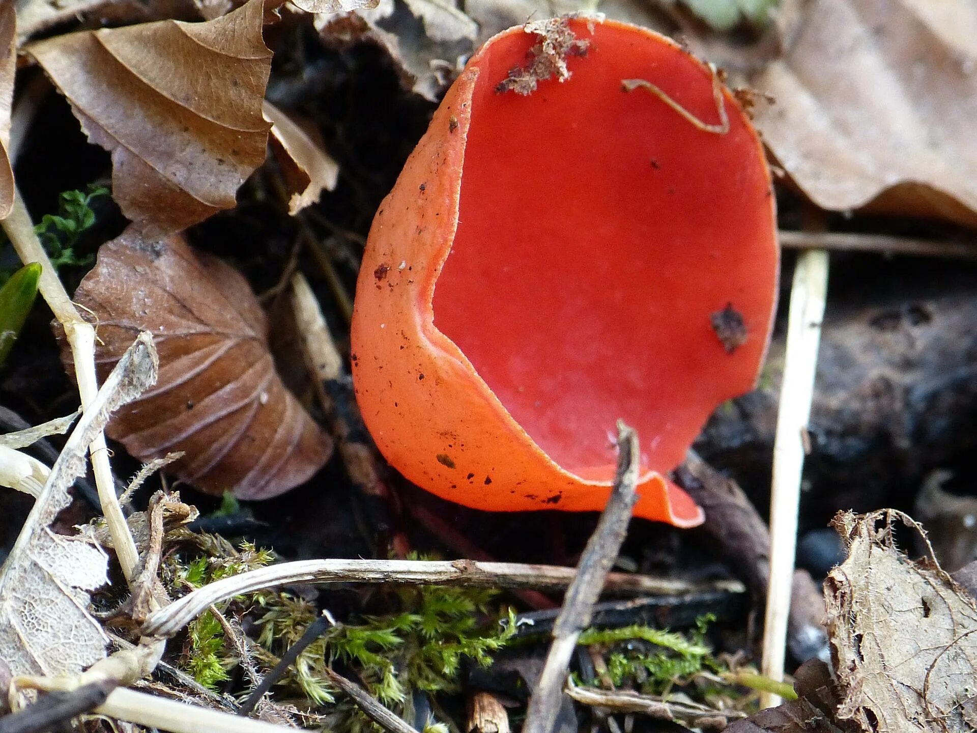 Соленые красные грибы. Весенние грибы саркосцифа алая. Sarcoscypha coccinea. Вермильон гриб. Красный гриб саркосцифа.