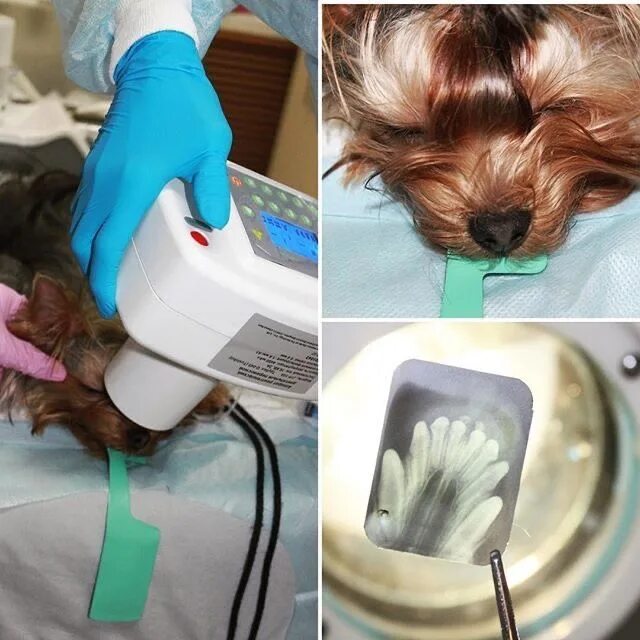 Ультразвуковая чистка зубов собаке. Аппарат для чистки зубов собакам. Дентальный рентген собаки. Ветклиники чистка зубов