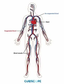 Blood circulation