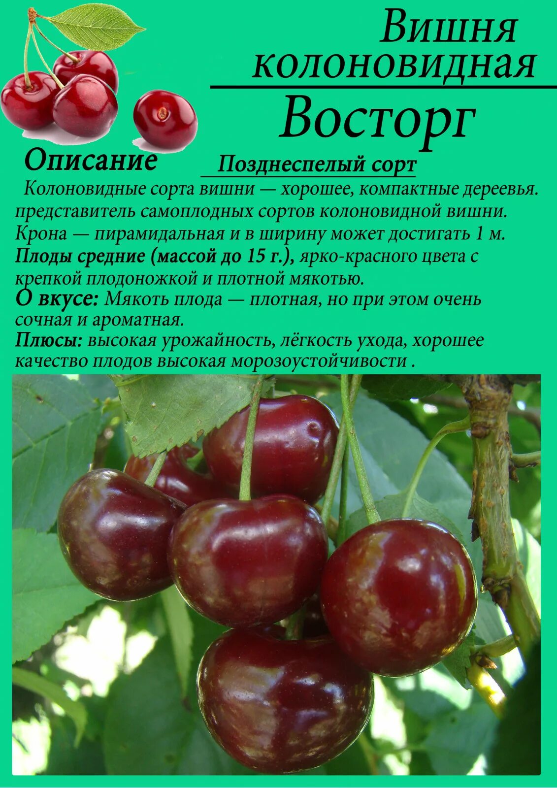 Комплект 5шт / Вишня колоновидная Восторг Средняя - купить с доставкой по выгодн
