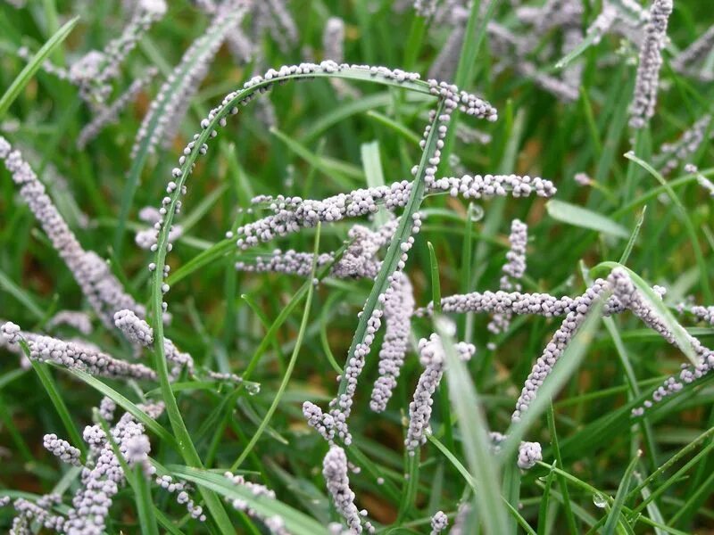 Ломонос чинолистный. Achillea salicifolia. Растение колючее похожее на одуванчик. Солдатская трава 6 букв сканворд. Ясенец белый.