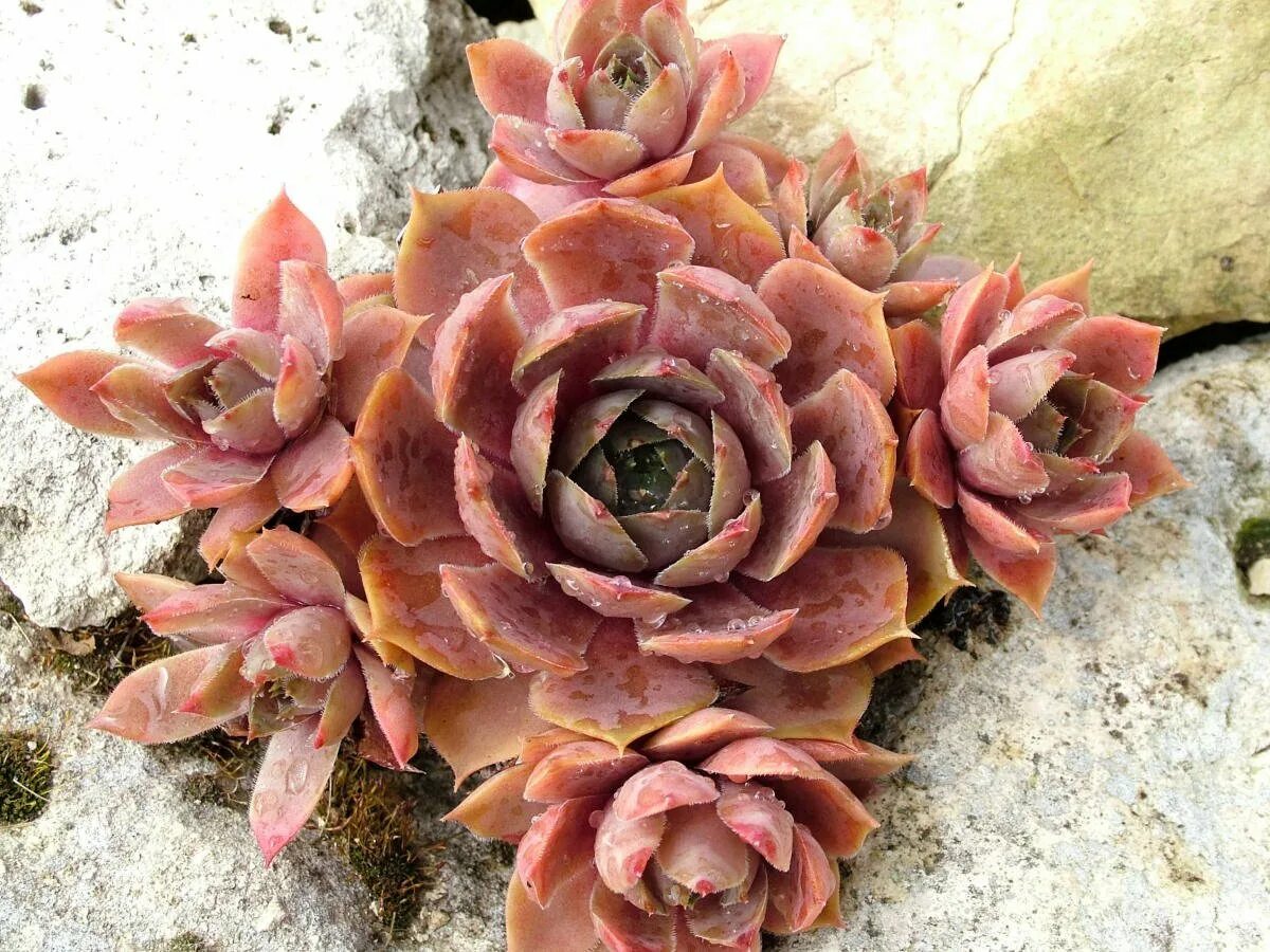 Семпервивум молодило. Молодило Sempervivum Cassiopea.