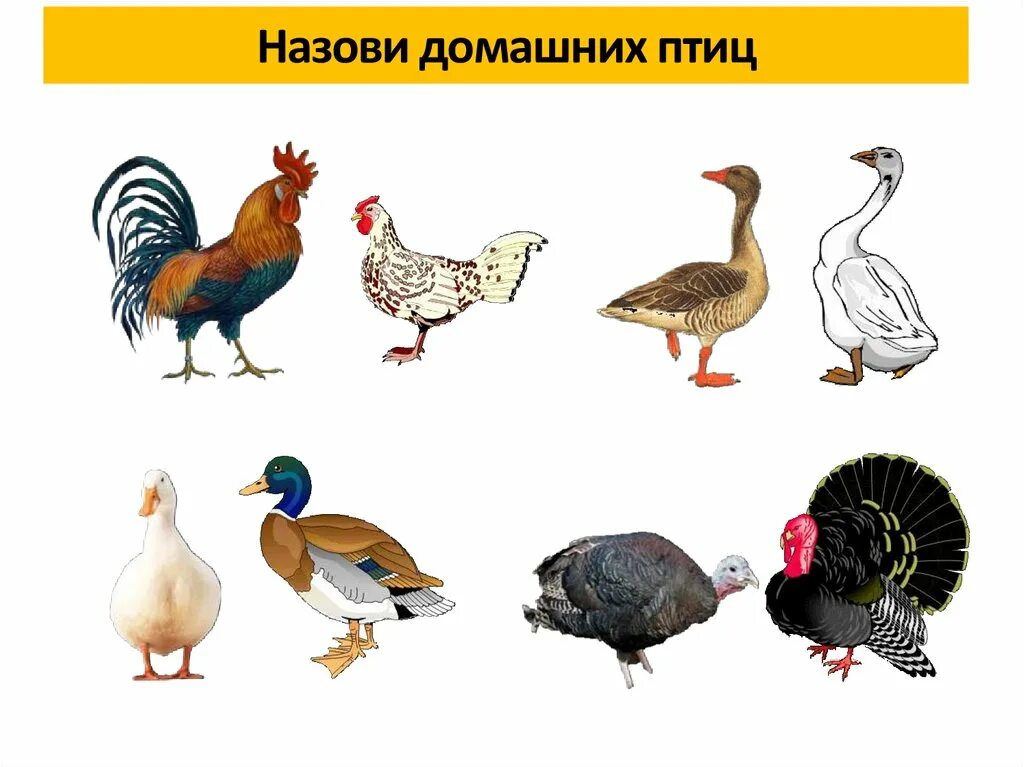ушинский к. карточки с изображением домашних птиц. название домашних птиц. домашние птицы. название домашних птиц.