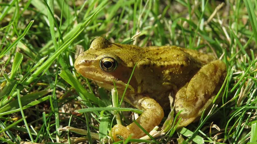 жаба на лугу. жаба на лугу. лягушка луговая. лягушка травяная чесночница обыкновенная. лягушки луга.