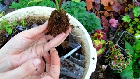 Когда лучше пересаживать гортензию на другое место