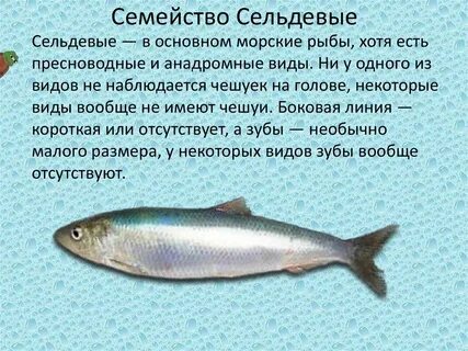 Сельдеобразные представители