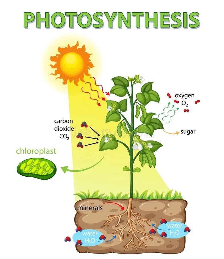 Задания по теме фотосинтез 6 класс. Фотосинтез схема. Фотосинтез у растений. Схема процесса фотосинтеза 6 класс биология. Схема питания растений.