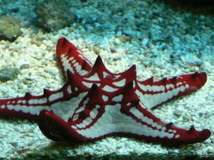 2 ая морская