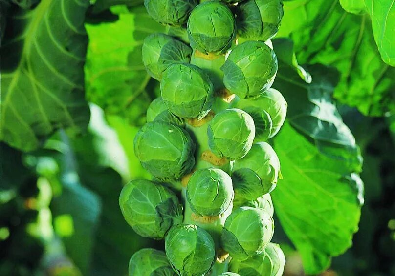 Брюссельская капуста фото. Капуста брюссельская (brassica oleracea var. gemmifera ). брюссельская капуста растение. «руднеф» капуста брюссельская. капуста брюссельская орешки f1.