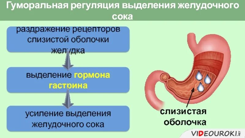 Слизистая желудка выделяет. Регуляция желудочного пищеварения. Процесс пищеварения в желудке. Желудок и желудочный сок.
