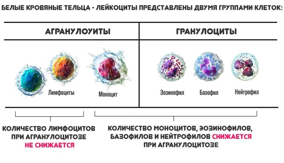 Изменения лейкоцитов в крови