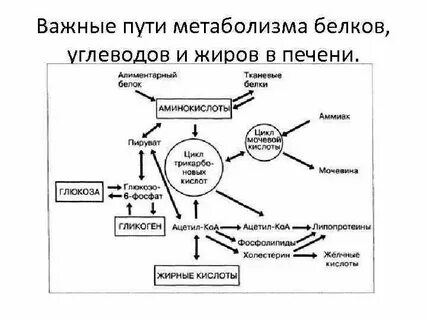Углеводы в печени