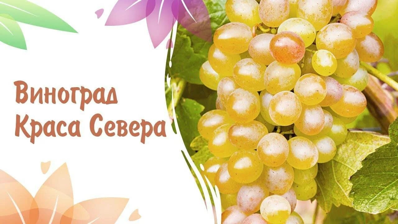 Краса севера. Виноград краса севера. виноград краса севера фото. виноград краса севера описание сорта. виноград краса севера какрамтет.