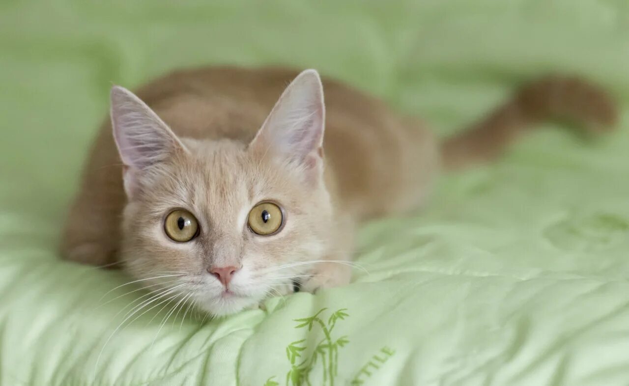 сибирский гладкошерстный персиковый. золотой тикированный британец котенок. бежевый котик. кот британский гладкошерстный палевый. бежевый кот.