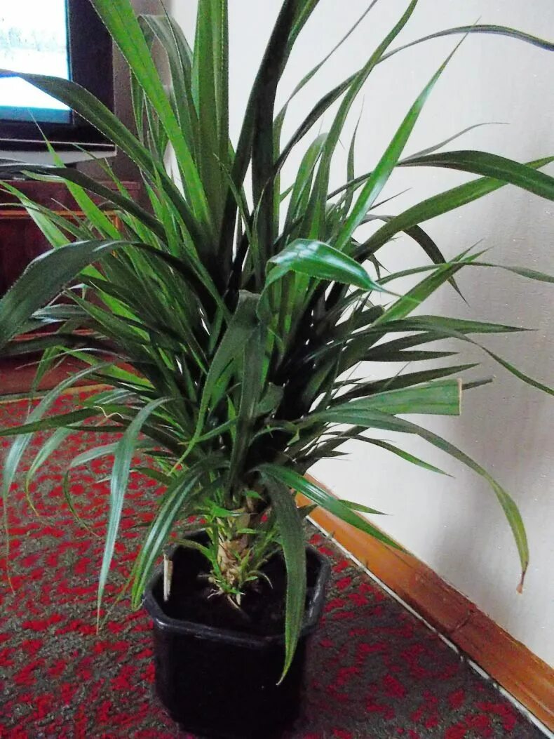 Комнатное растение панданус. Юкка драцена панданус. хлорофитум панданус. панданус вейча. панданус вариегатный.