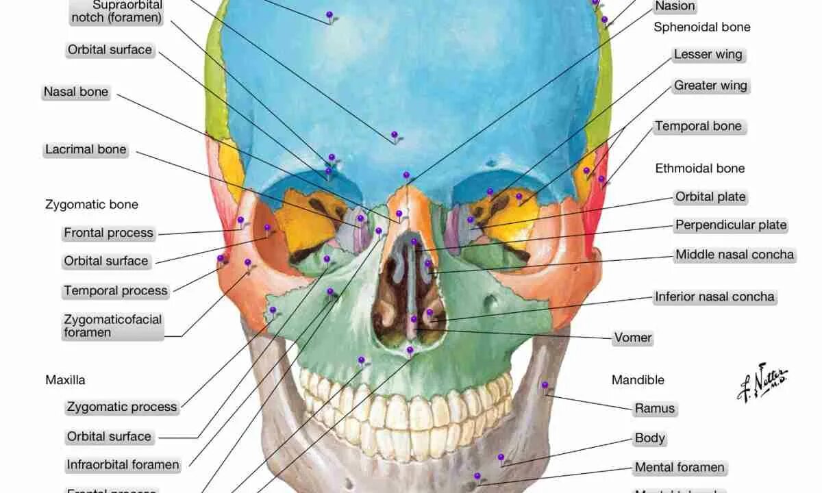Анатомический латинский. Анатомический латинский. Анатомический латинский. Скелет человека с названием костей на латыни. Кости человека анатомия на латыни.