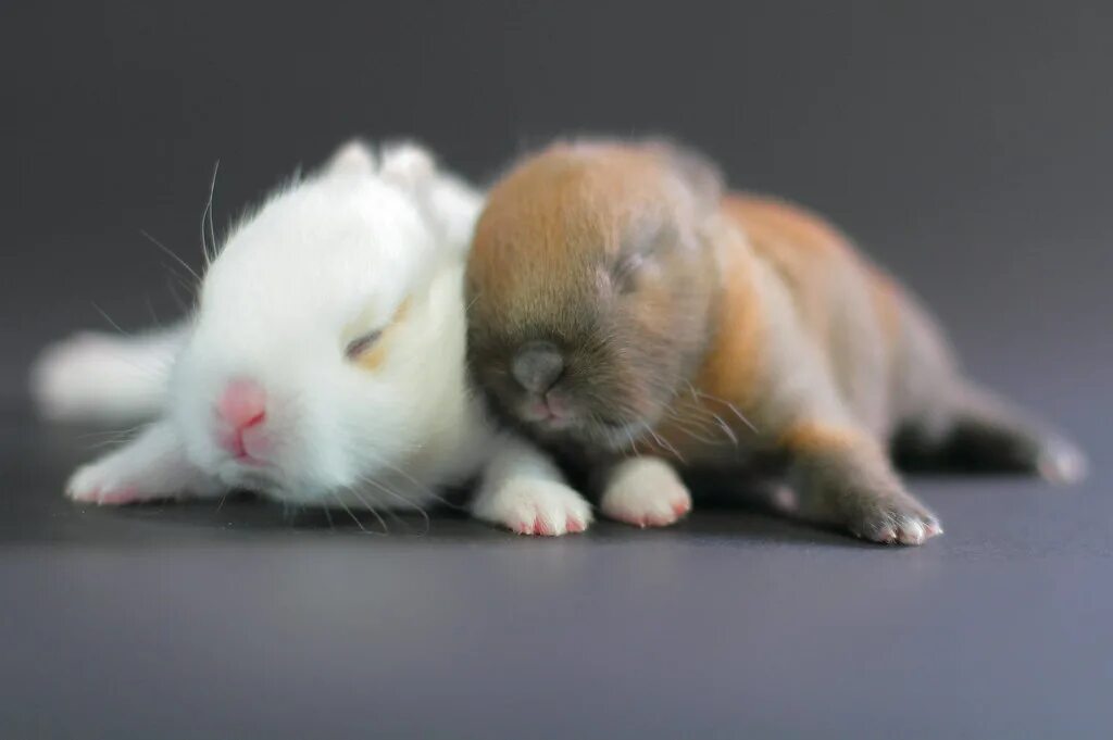 Кролик хомячков. Милые кролики. Милые крольчата. Кролик и хомяк. Кролик и хомячок.