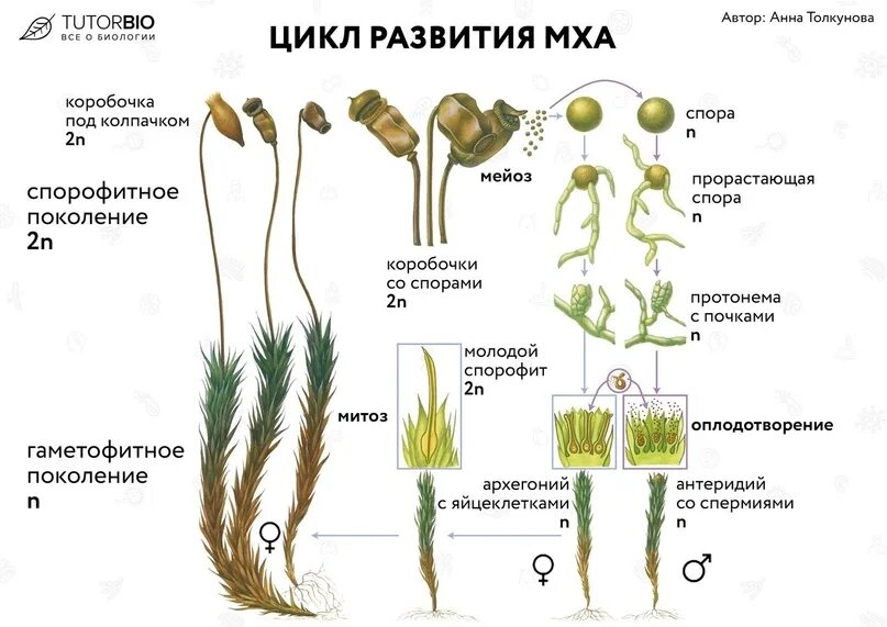 Жизненный цикл мха ЕГЭ биология схема. Цикл развития мхов схема. Этапы жизненного цикла кукушкиного льна. Стадии жизненного цикла Кукушкина льна.