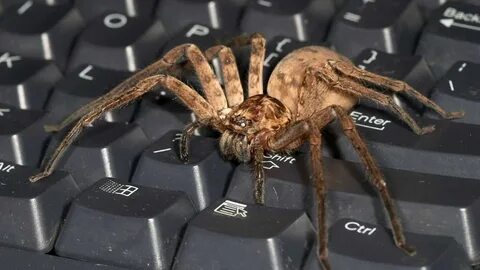 Original spider